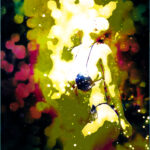 universal-crystal-westbrooks